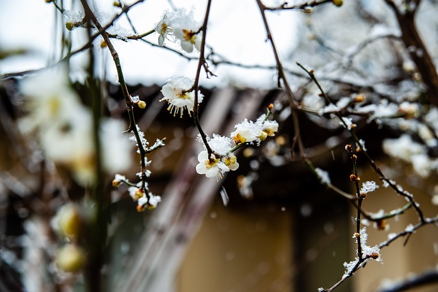 勒沃库森